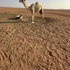 قعود رماني لقي ولد سلمان نادر