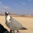 تاجير صقور