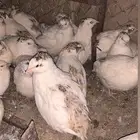 سمان اوروبي