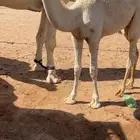 قعود باتلي