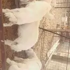 ذبايح