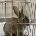 ارنب العمر شهر