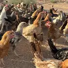 للبيع دجاج وطني