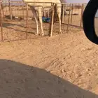 للبيع بكره كفو وضحا من ابل ابوثنين السبيعي