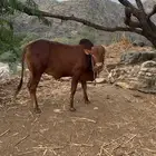 حسيل عمره سنه
