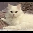 قطط الاحساء
