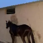 حصان شعبي سبوق