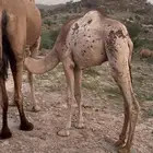 قعدان