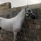 حصان شعبي