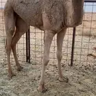 بكرة مغلقة شحم وعلى حليب