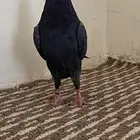 حمامه