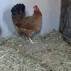 دجاجه حضان بياض صحه ممتازه