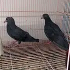 حمام صنعاوي