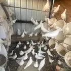 حمام فرنسي