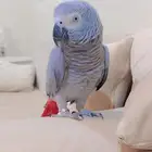 كاسكو اليف ومتكلم