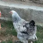 دجاج براهما منتج