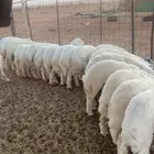 بهم العدد 27 راس اعماره 3 ونصف 4 شهور(بيعت)