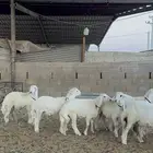 خرفان حريات فاخر