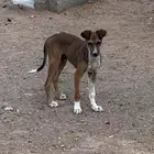 سلق للبيع صغار بالقاعد