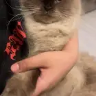 قطه سيامي للتبني عمرها سنه