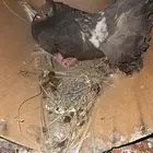 زوج رقاص امريكي الموند نوادر منتج