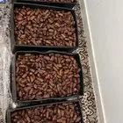 تمر صفري