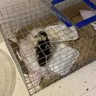 بطه صغيره للبيع