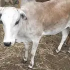 عجول للبيع سمان جدا
