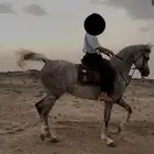 فرس شعبيه