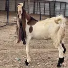 تيس هولندي