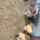 ديكين و3 دجاج كوشن قزم نظيف ودم صافي