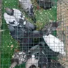 حمام للبيع تواصل خاص