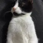 تبني قطه بلديه