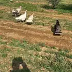 للبيع دجاج رومي