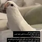 طير مفقود