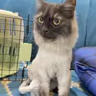قط شيرازي