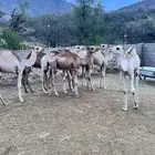 6 قعدان و4 بكار