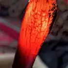 جنبيه زراف
