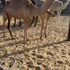 بكره