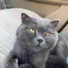 قطه سكوتش فولد منتجه للتبني العمر سنه ونص