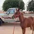 مهر شعبي