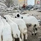 يوجد خرفان وتيوس علا حسب الزبون يوجود ذبح وتوصيل