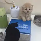 كيتنز شيرازي