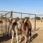حشو تربيه بريه