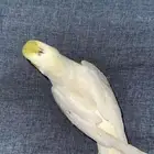 كروان
