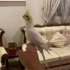 كروان لاتنيو ((تم البيع ))