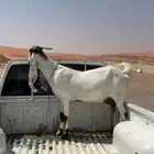 عنز مطوره