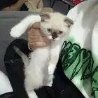 للبيع سكوتش فولد