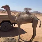 قعود حق بدو لقي