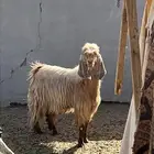 للبيع تيس سديس طيب بالحيل